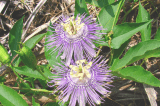 Passionflower